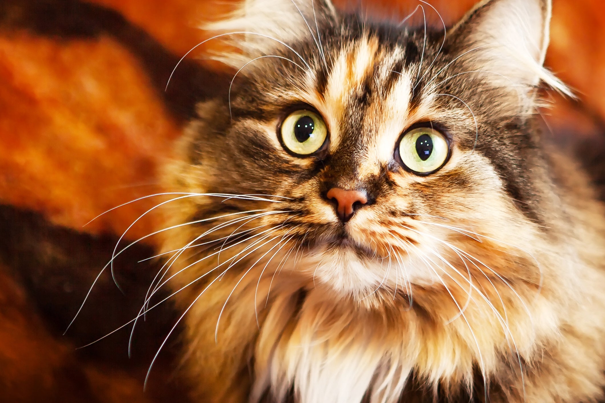 Olhos de gato brilhantes e expressivos indicam boa saúde e bem-estar felino