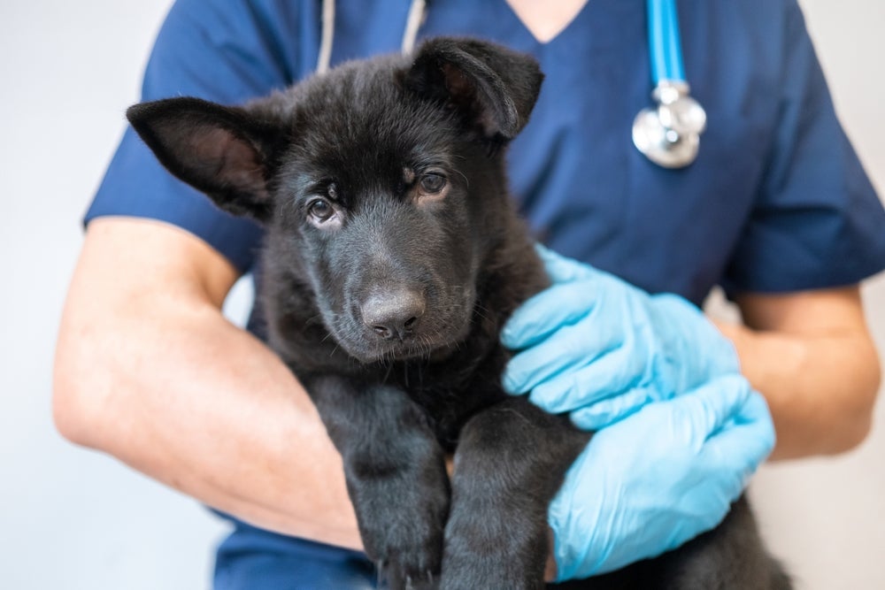 A parvovirose atinge principalmente os filhotes e cães não vacinados