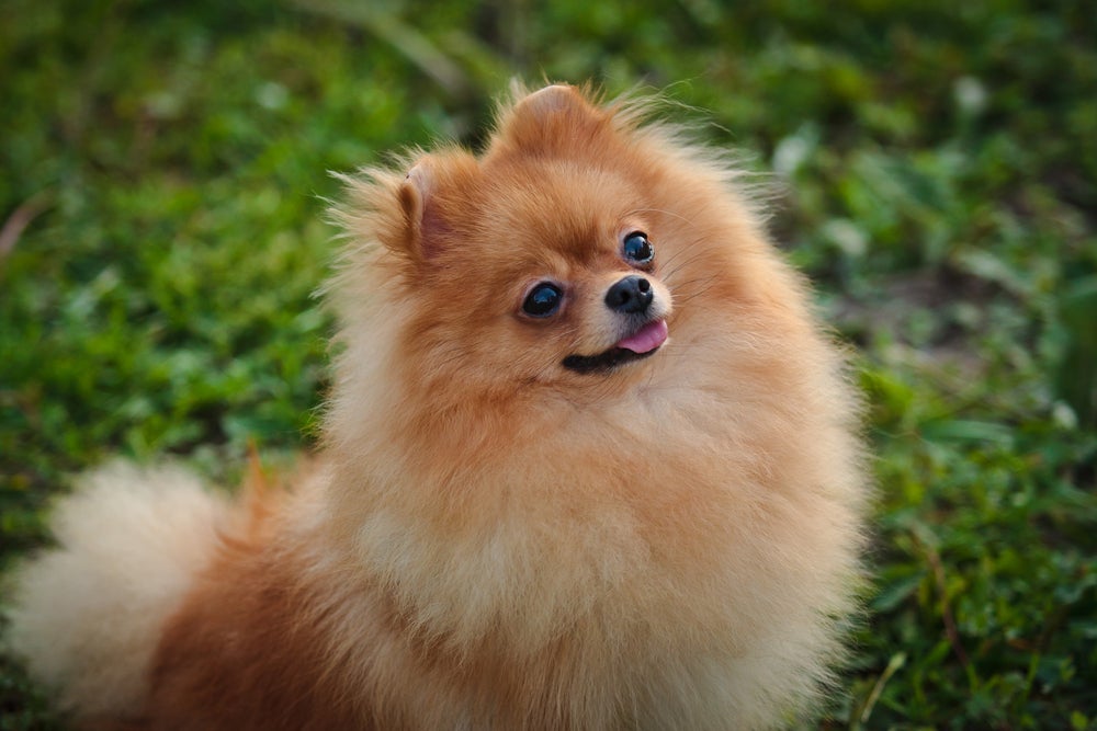 Cachorro Lulu da Pomerânia é cheio de energia e precisa de bastante atenção