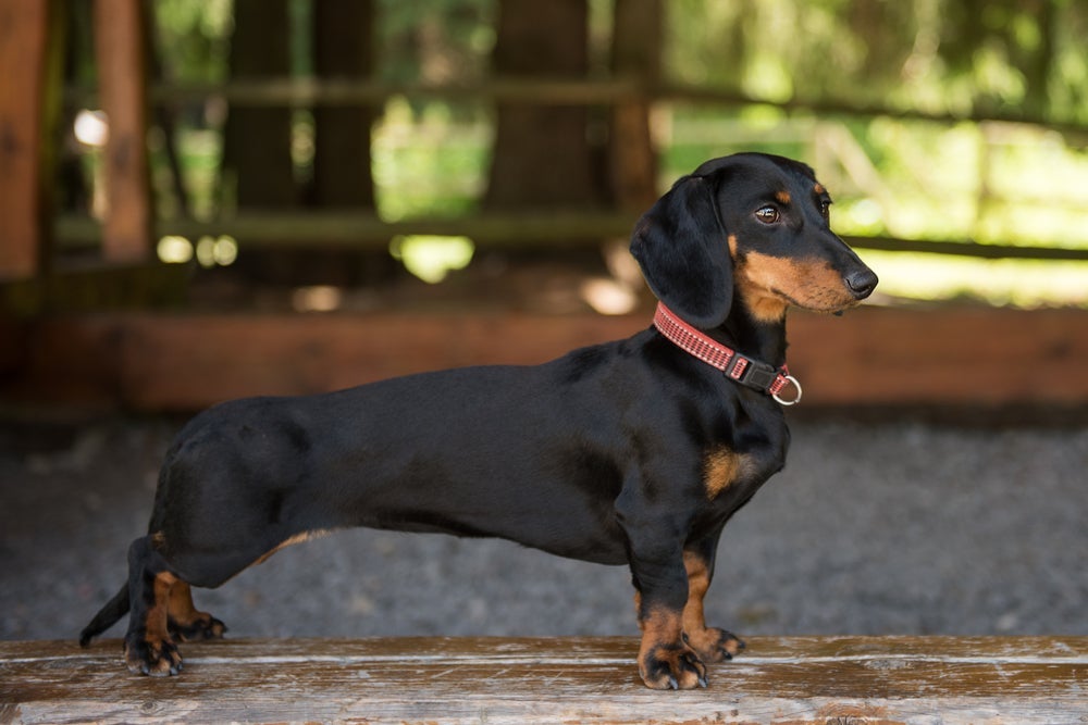 Existem vários tipos de cachorro Dachshund, que variam em cor, pelagem e tamanho