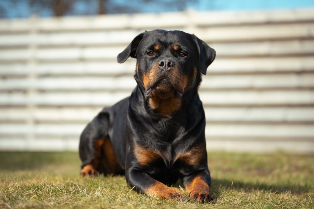 O Rottweiler “cabeça de touro” é uma variação não oficial do Rottweiler original