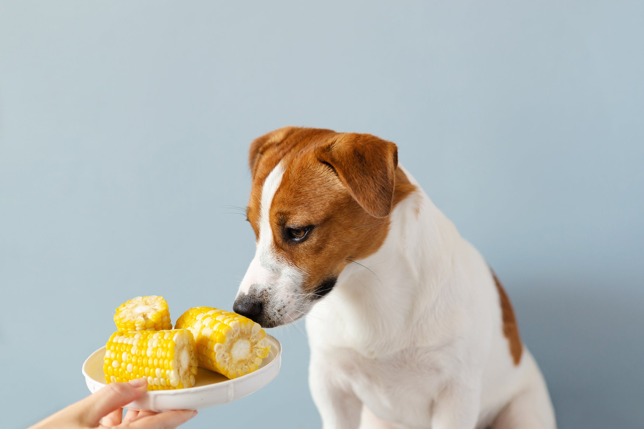 Milho pode ser oferecido aos cães, mas seguindo alguns cuidados importantes