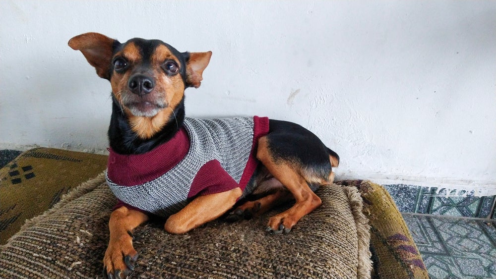 É possível fazer roupa para cachorro em casa usando camisetas, meias e blusas