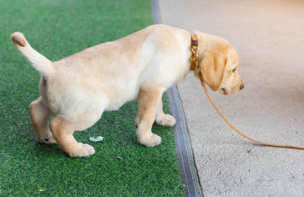 Cachorro urinando sangue pode estar sofrendo com cistite ou outros problemas urinários