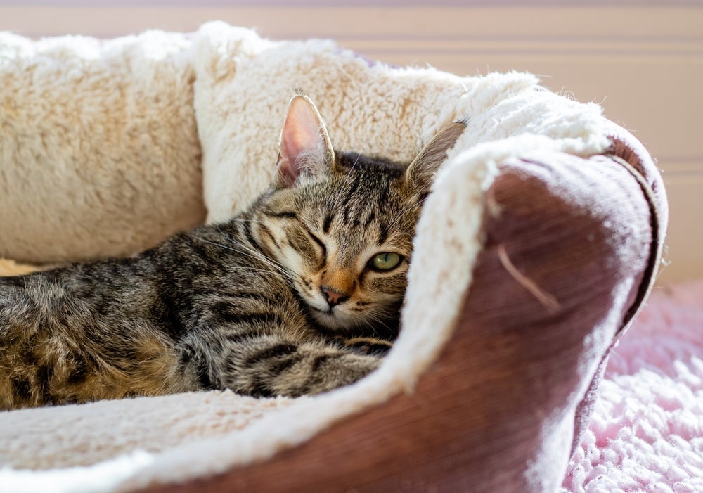 Existem diferentes modelos de cama para gato no mercado, de iglu a saco de dormir