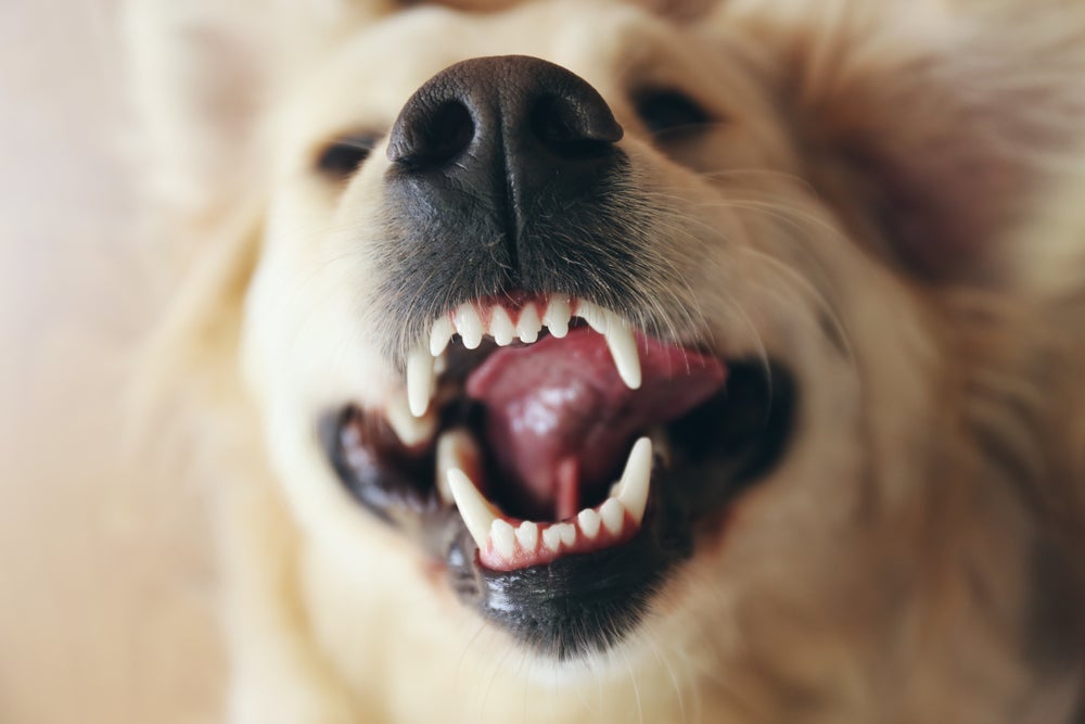 Os dentes de cachorro devem começar a ser escovados ainda na fase de filhote