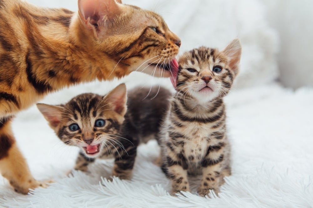 Filhote de gato só pode iniciar o desmame após 4 semanas de vida