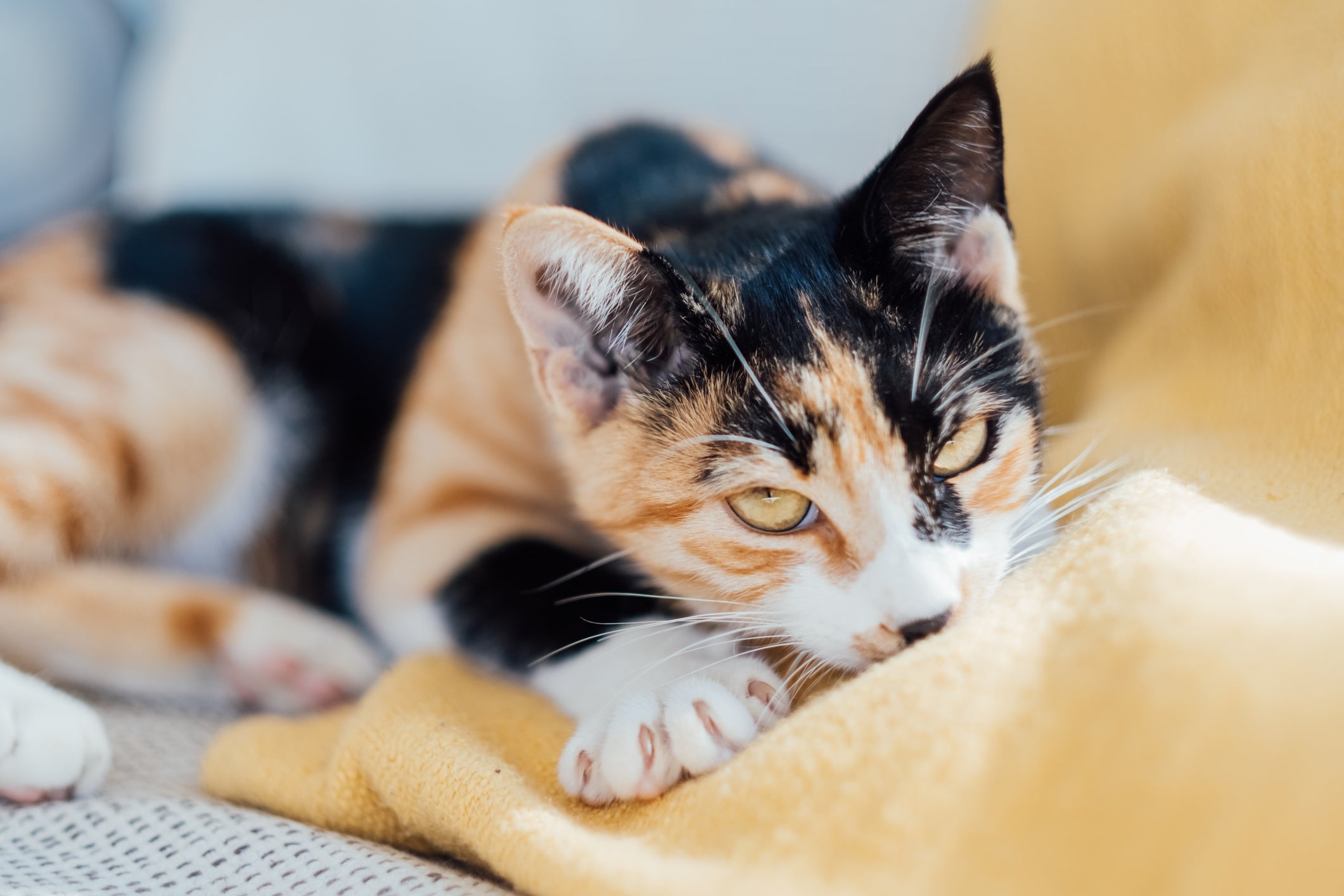 O gato amassando pãozinho tem relação com lembranças da infância e marcação de território