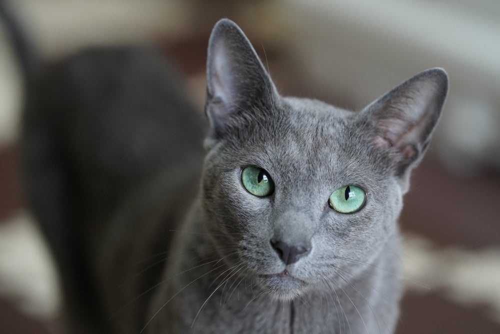O gato Azul Russo é conhecido por sua pelagem cinza-azulada e olhos verdes