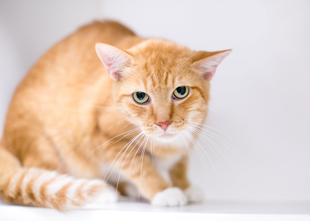 Tremores, pupilas dilatadas e respiração ofegante são sinais comuns de gato estressado