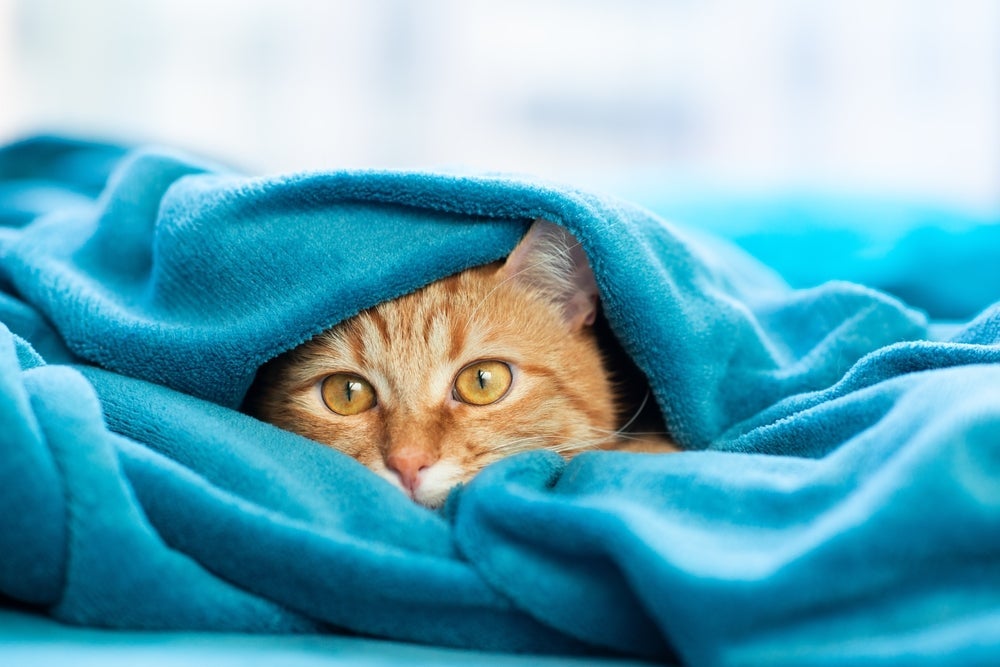 Assim como os humanos, gato sente frio e precisa de cuidados especiais no inverno