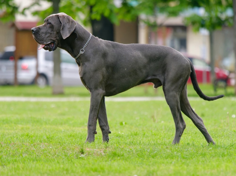 Gigante de quatro patas: o Dogue Alemão é considerado o maior cachorro do mundo