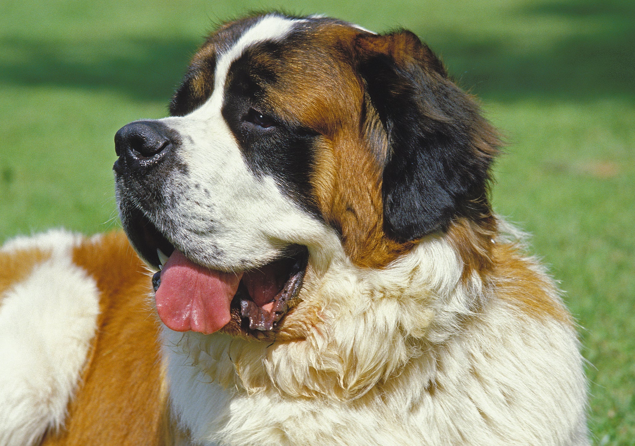 O cachorro São Bernardo é grande, forte e muito sociável