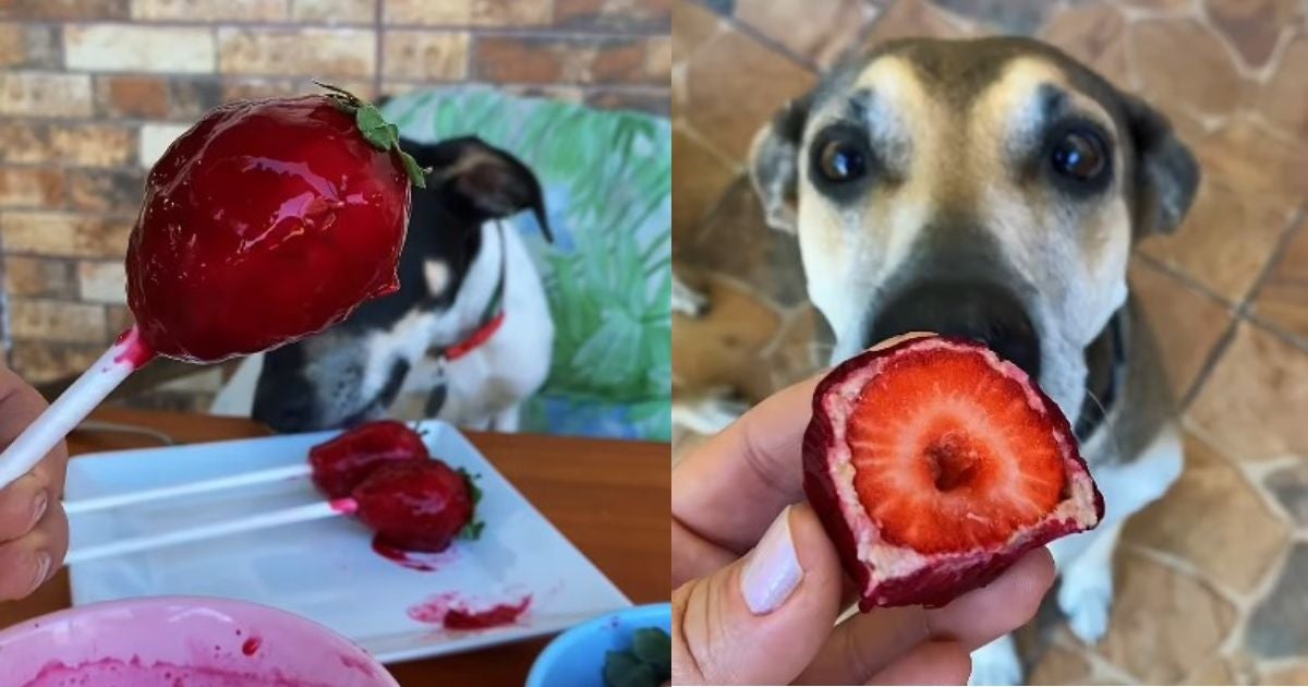 Receita de “morango do aumor” leva apenas ingredientes seguros para os pets (Créditos: Divulgação/Instagram)