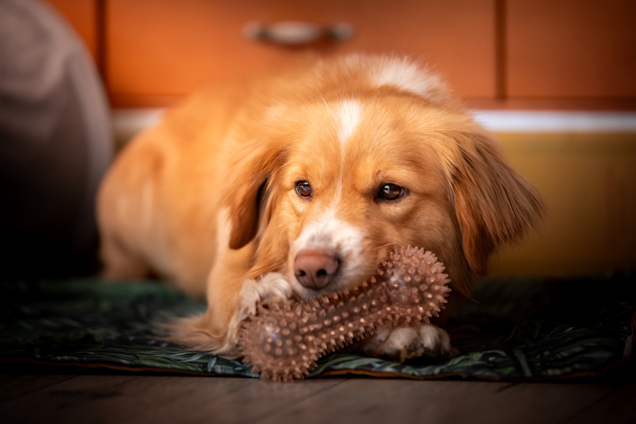 A escolha do mordedor para cachorro ideal depende do porte, idade e força da mordida