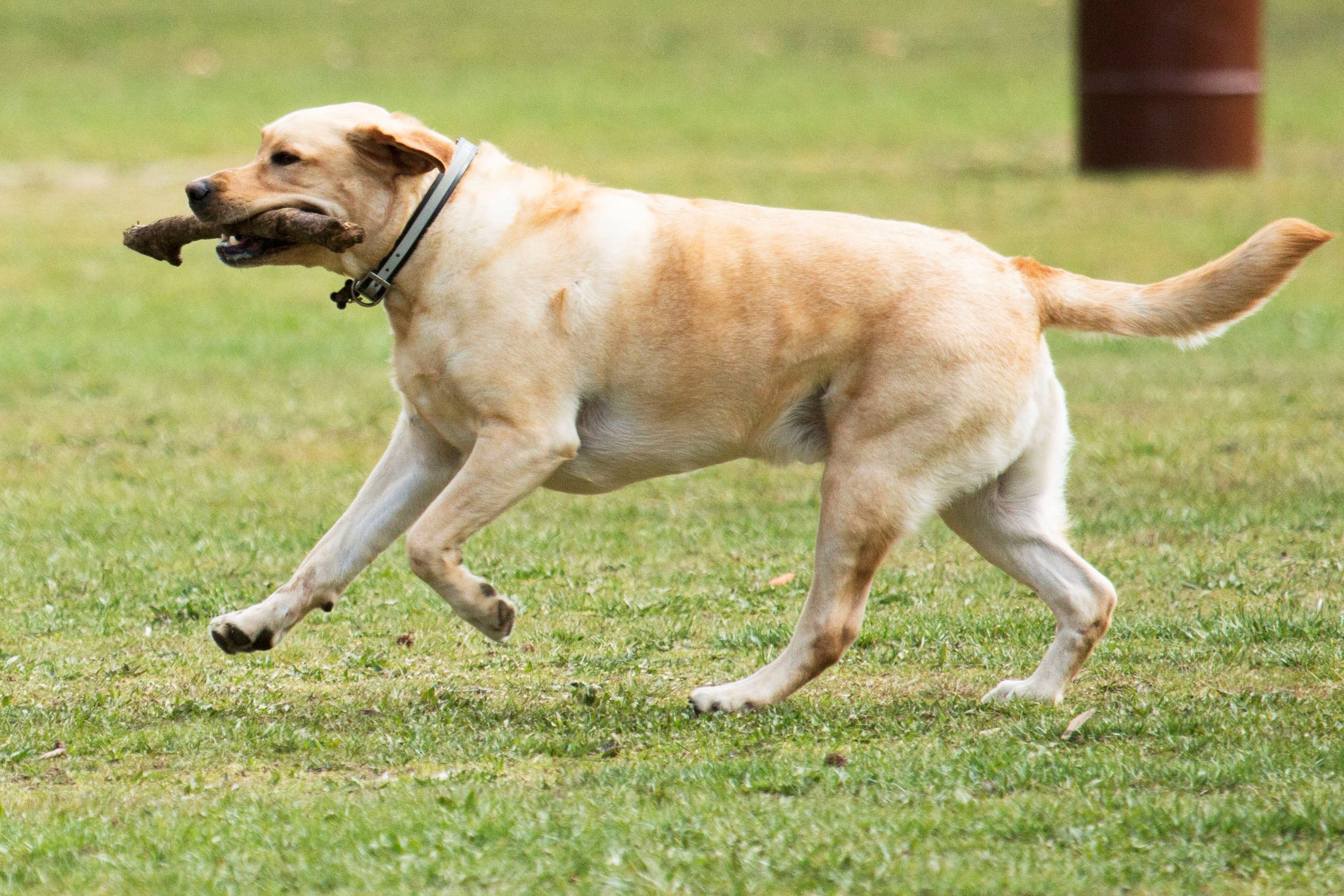 Cães idosos, grandes e com sobrepeso têm mais chances de ter problemas nas articulações