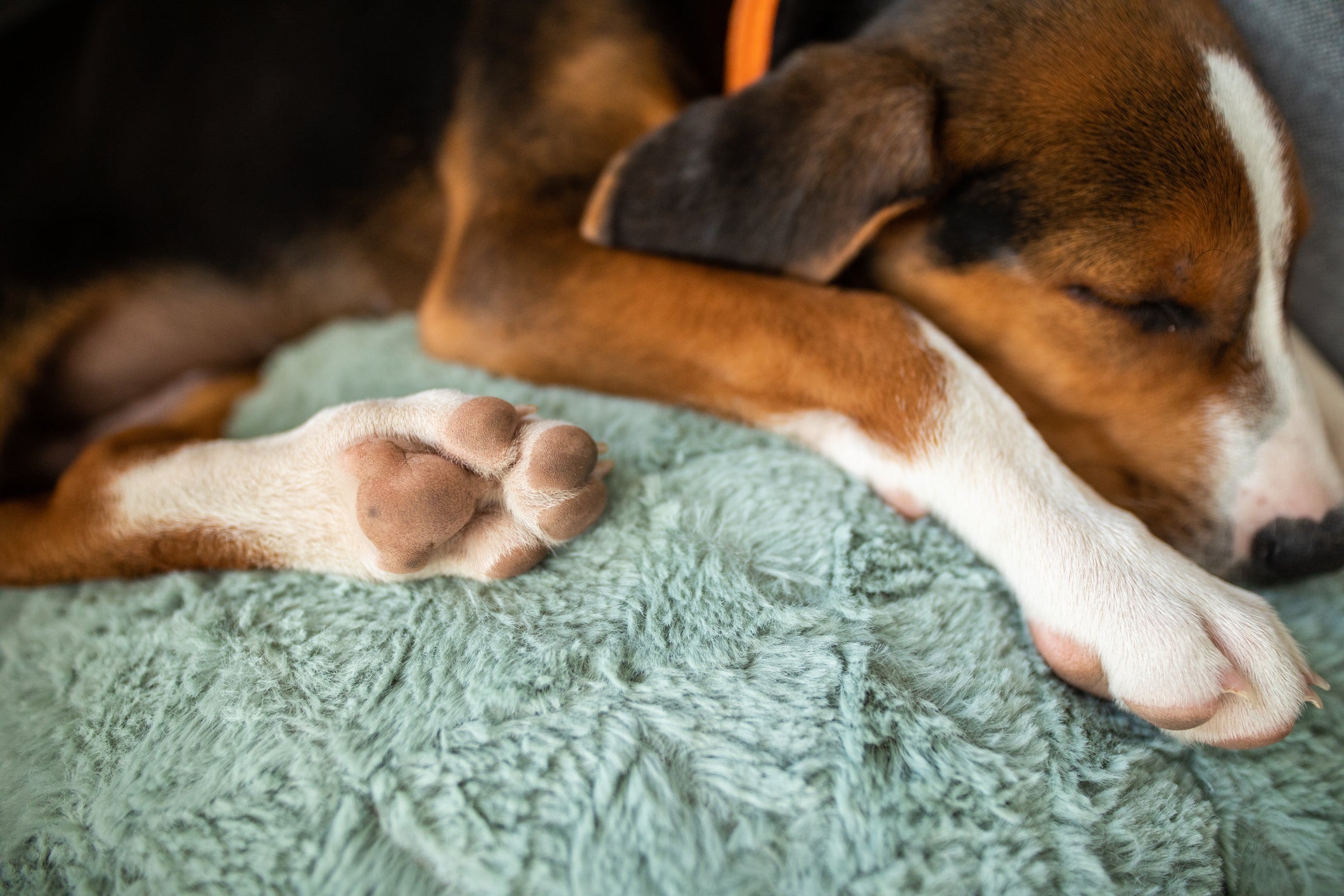 Em dias frios, é muito importante observar as patas de cachorro para evitar problemas