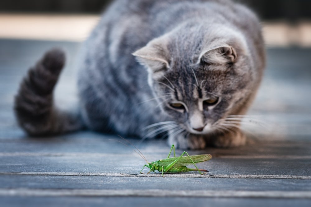 Nem todo inseto é inofensivo para os gatos e podem causar problemas aos felinos