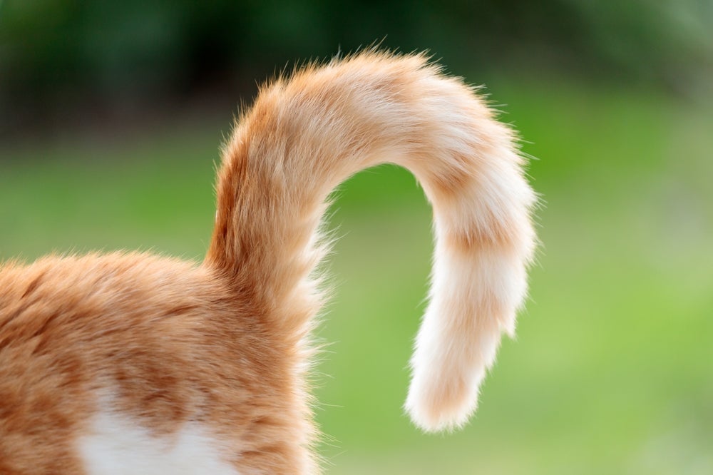 O rabo de gato é uma importante ferramenta de comunicação dos felinos