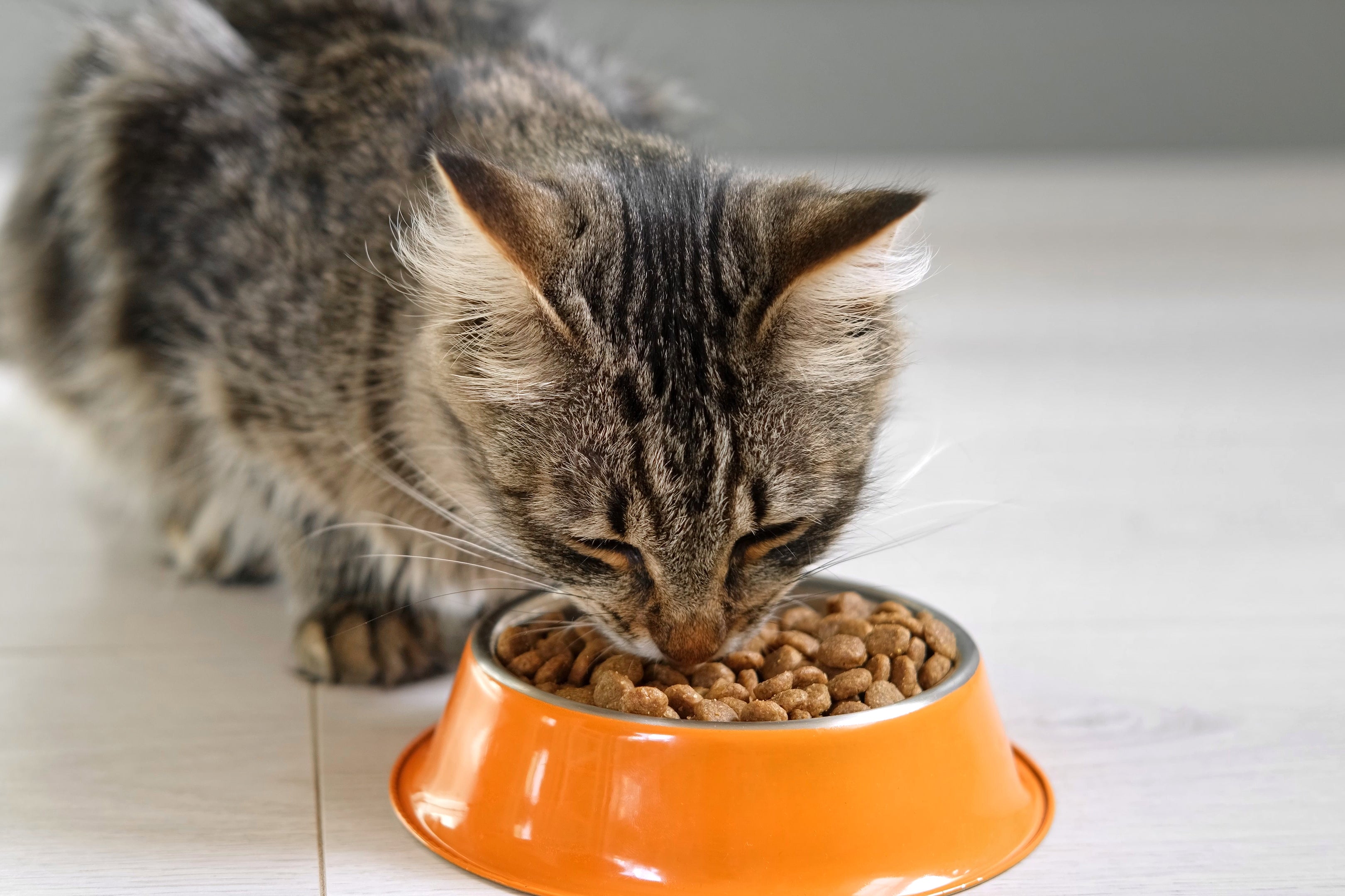 Ao escolher uma ração para gato, é preciso considerar as necessidades específicas do pet