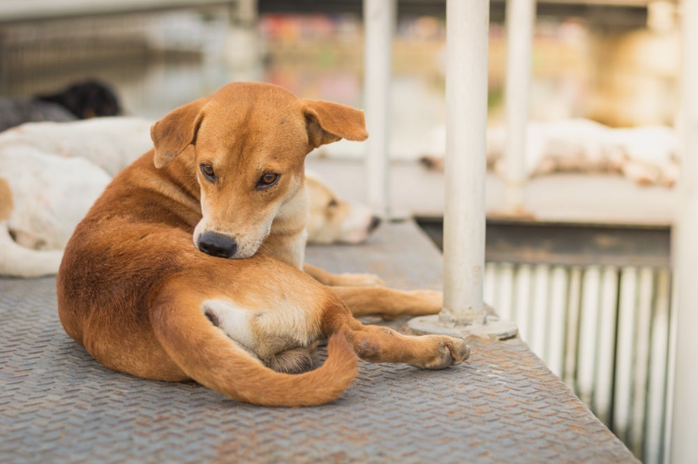 A sarna em cachorro está relacionada a fatores do ambiente e até do comportamento do animal