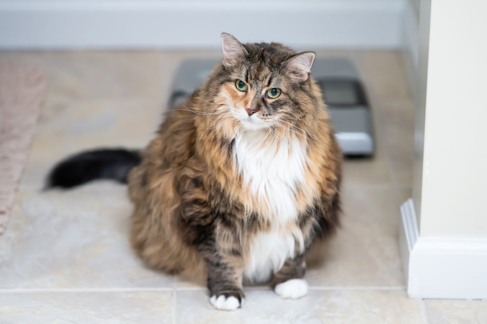 Um gato obeso pode ter vários problemas de saúde e menor expectativa de vida
