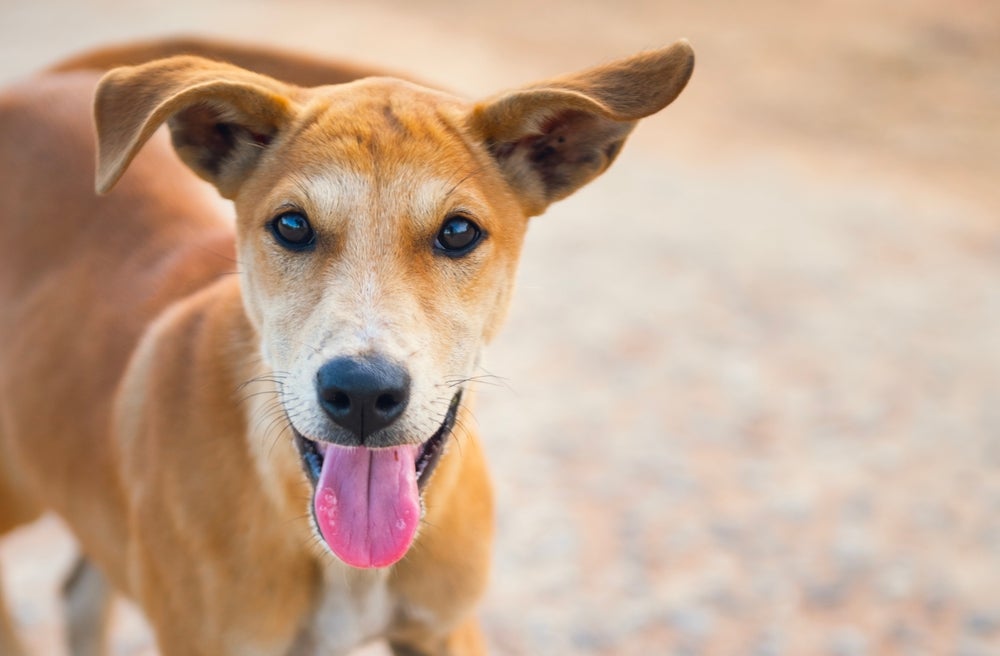 Sonhar com cachorro pode ter muitos significados e alguns revelam muito sobre suas emoções