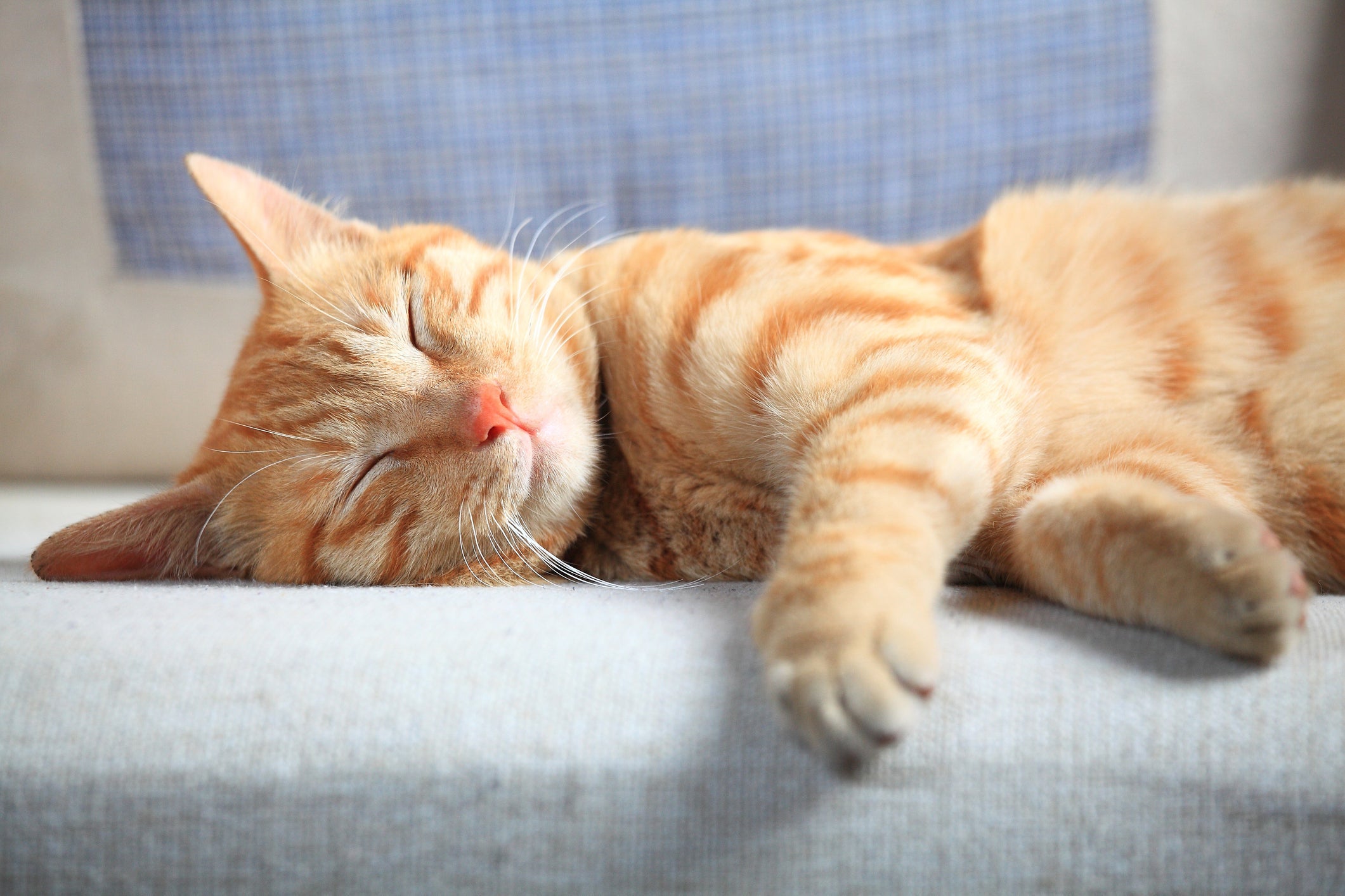 Sonhar com gato pode ter relação com sentimentos diversos, conflitos internos e percepções