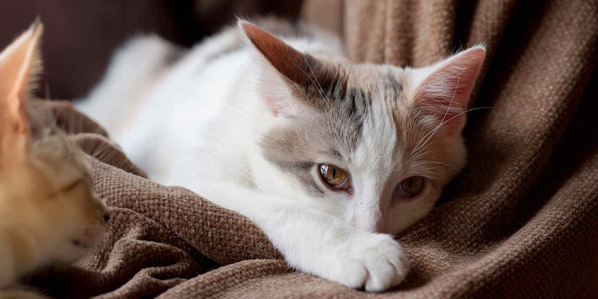 Besouros em ração de pet Gato triste sobre tela por besouros
