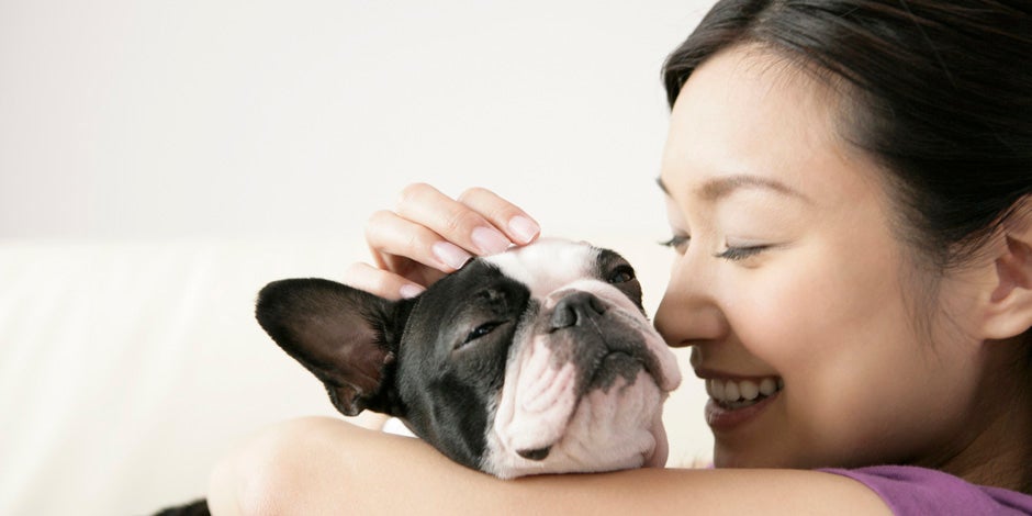 cachorro com indigestão - Bulldog Cachorro com indigestão: bulldog francês se recuperando da indigestão