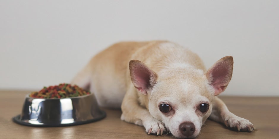 Cachorro com indigestão - Doente Indigestão em cães: cachorro com indigestão deitado perto da tigela