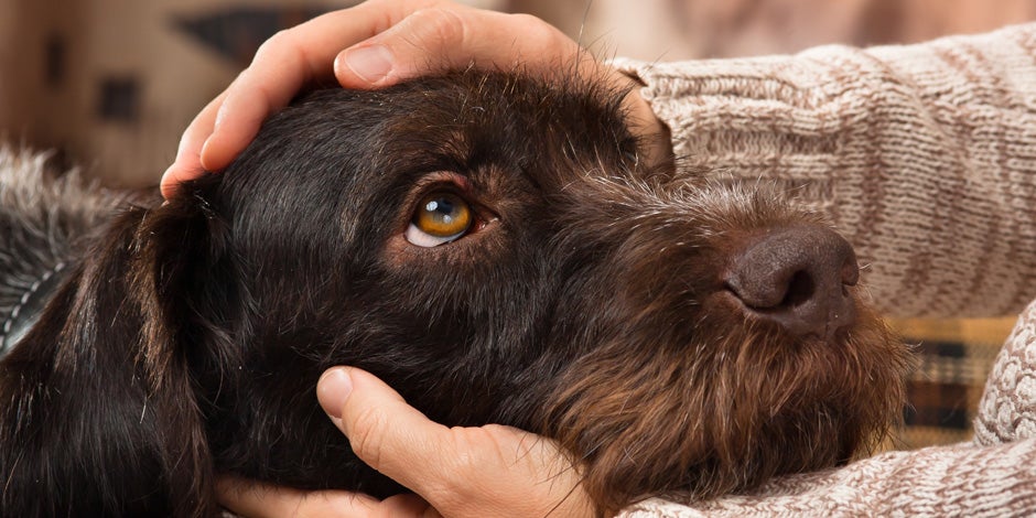Indigestão em cães: cachorro com indigestão recebendo carinhos do seu tutor.
