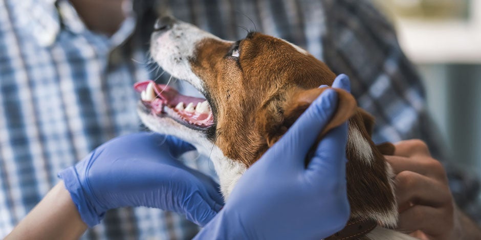 Cachorro não pode comer doce porque faz mal para sua dentição