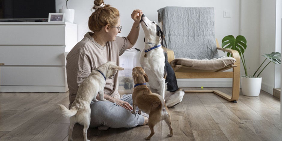 Tutora oferecen petiscos aos seus pets. Cachorro pode comer doce?
