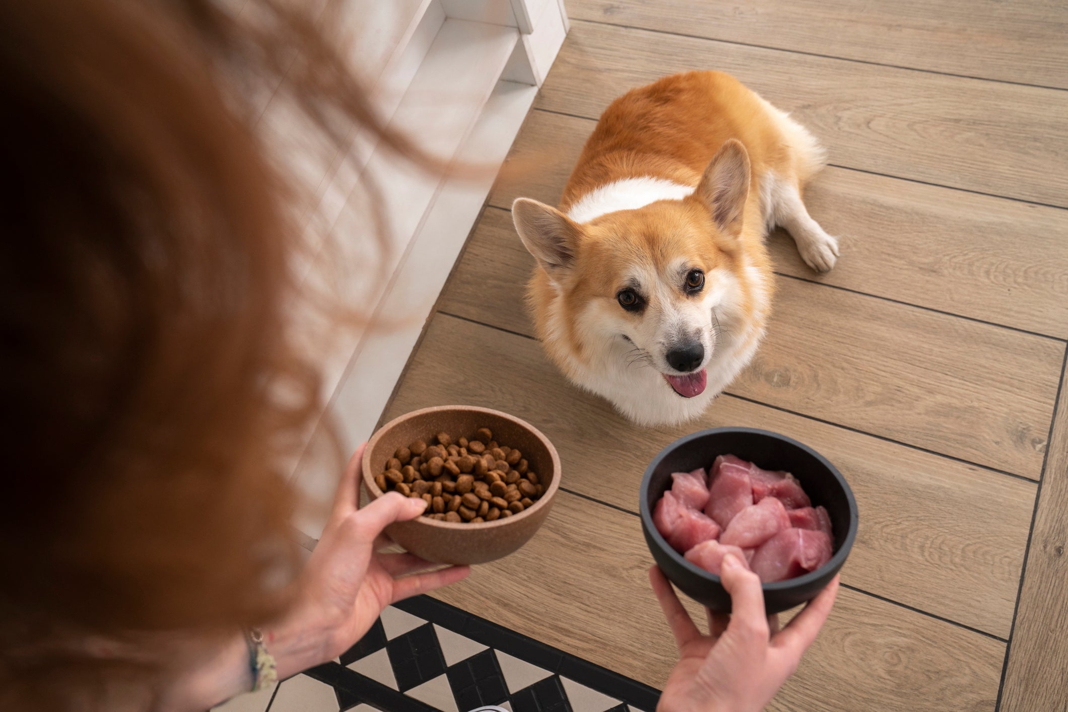 Tutores devem ter cuidado ao oferecer alimentos naturais para os cães
