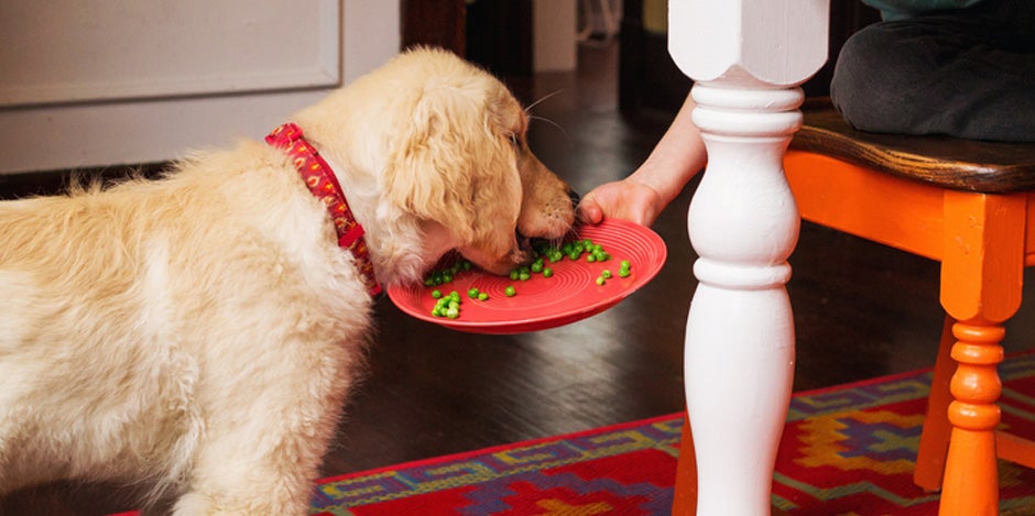 Carboidratos para cachorro – Ervilhas Carboidratos para cachorro: Golden retriever comendo ervilhas.