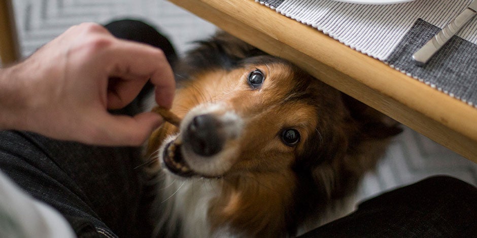 Tutor de pet lhe oferecendo carboidratos para cachorro.
