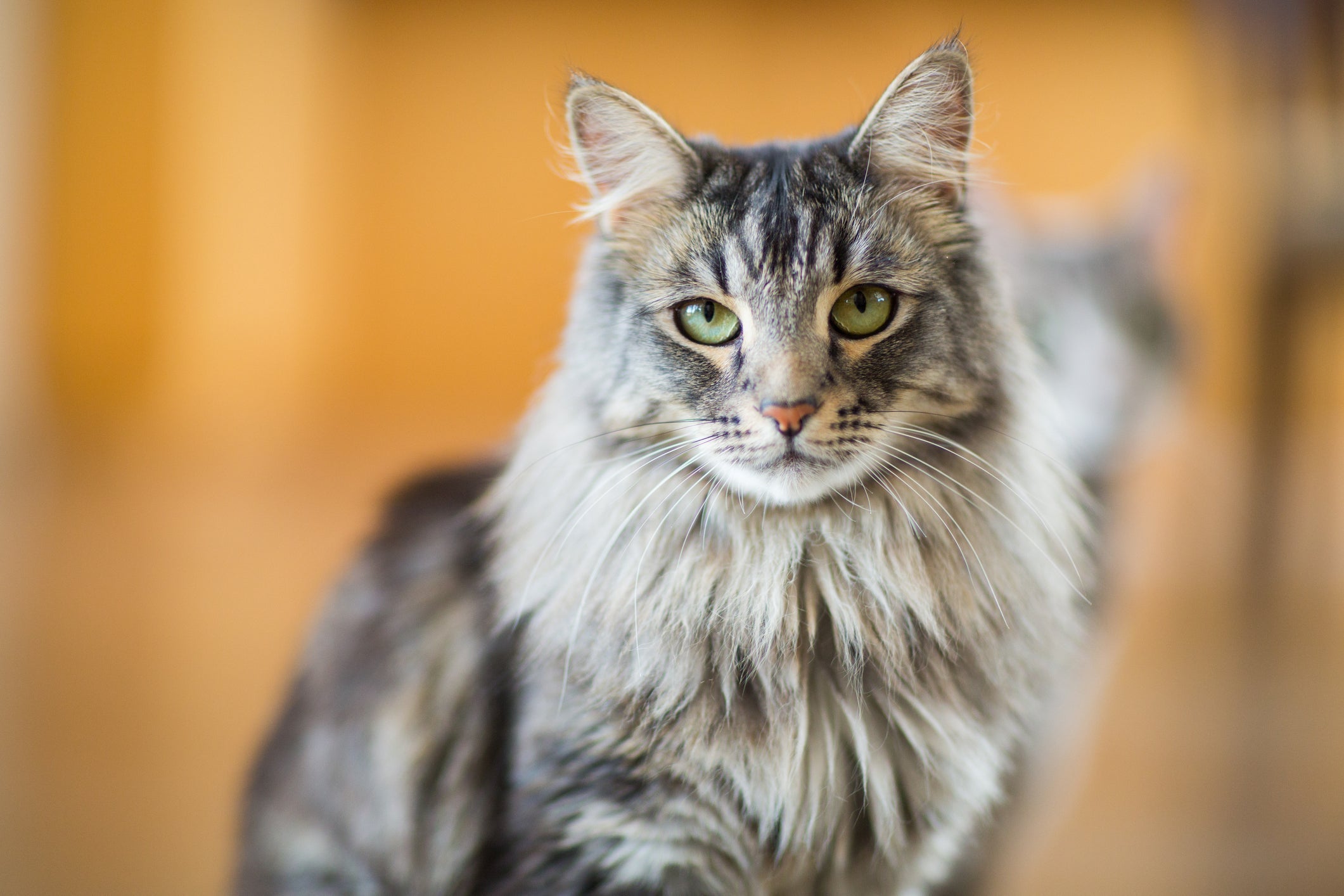 A caspa em gatos é comum, mas pode ter relação com alguns problemas de saúde mais sérios