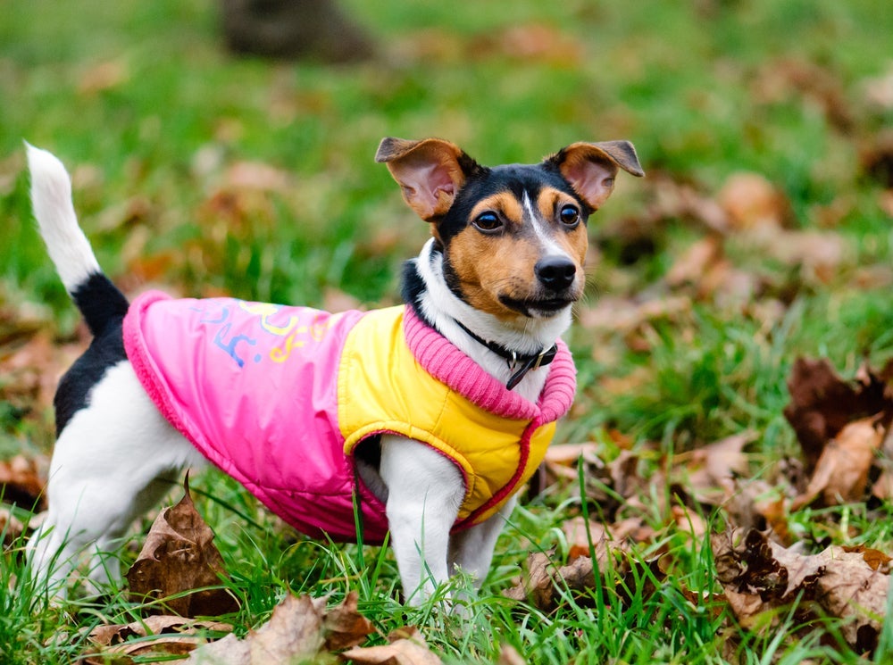 A escolha da roupa para cachorro ideal deve considerar o tecido, o tamanho e o sexo do animal