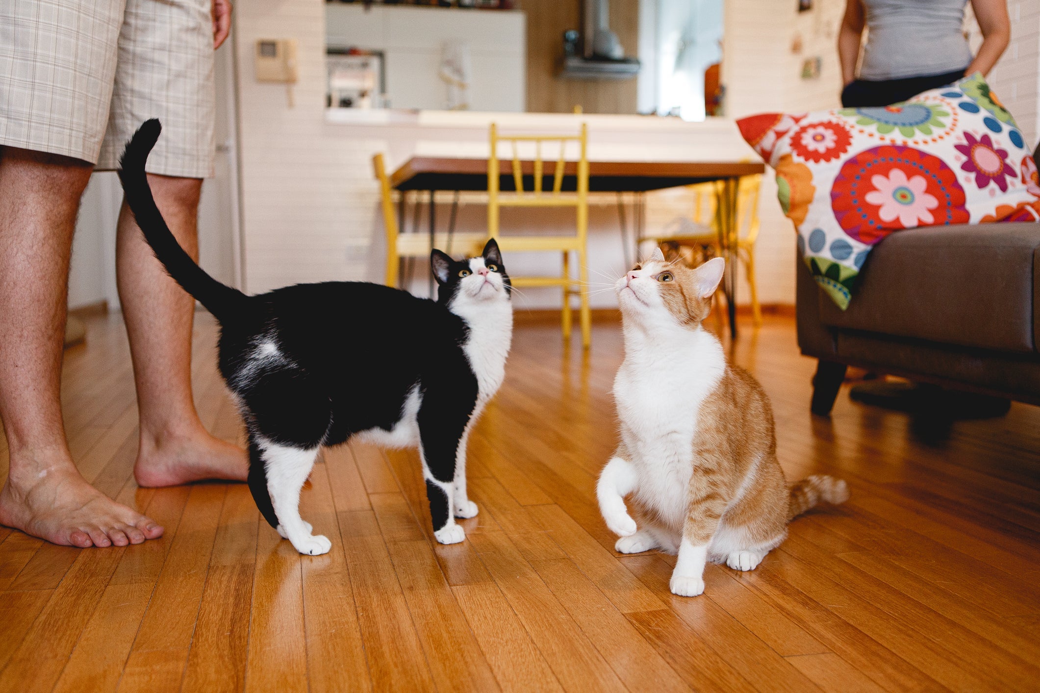 Fazer gatos adultos se acostumarem nem sempre é fácil e pode levar tempo