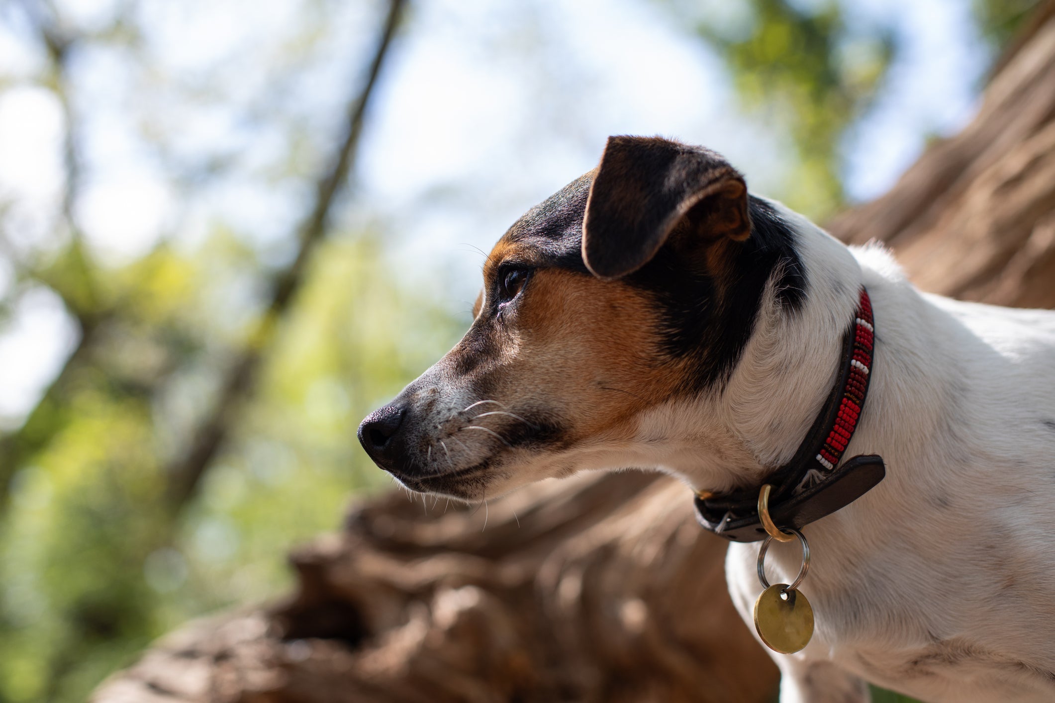Ao escolher a coleira para cachorro, você deve considerar o material, o modelo e até o porte do seu cão