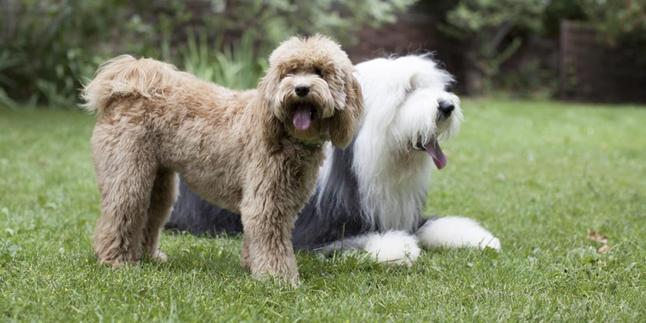 O complexo B para cães ajuda a manter a pelagem saudável como a dos cães da foto e contribui para o bem-estar geral