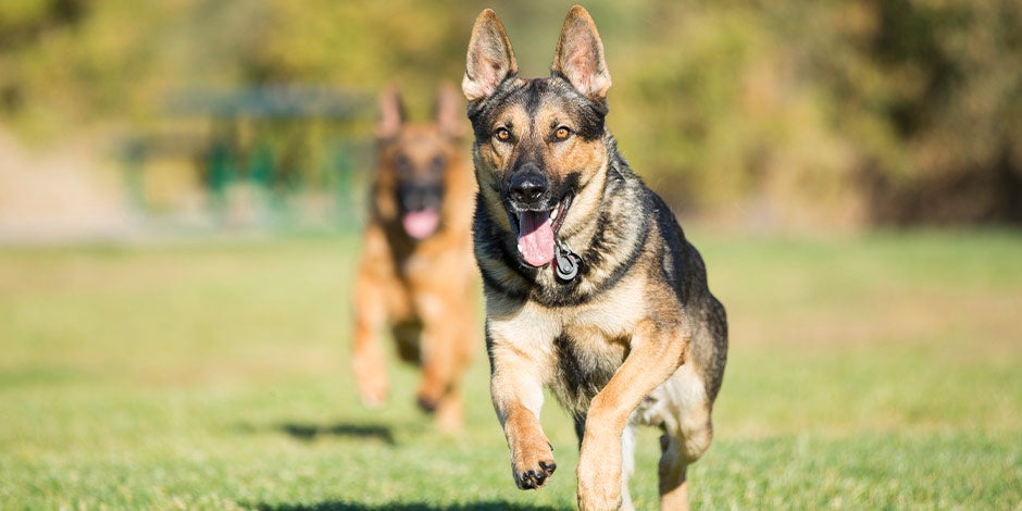 Cachorro correndo, graças à energia que obtêm das vitaminas do complexo B.
