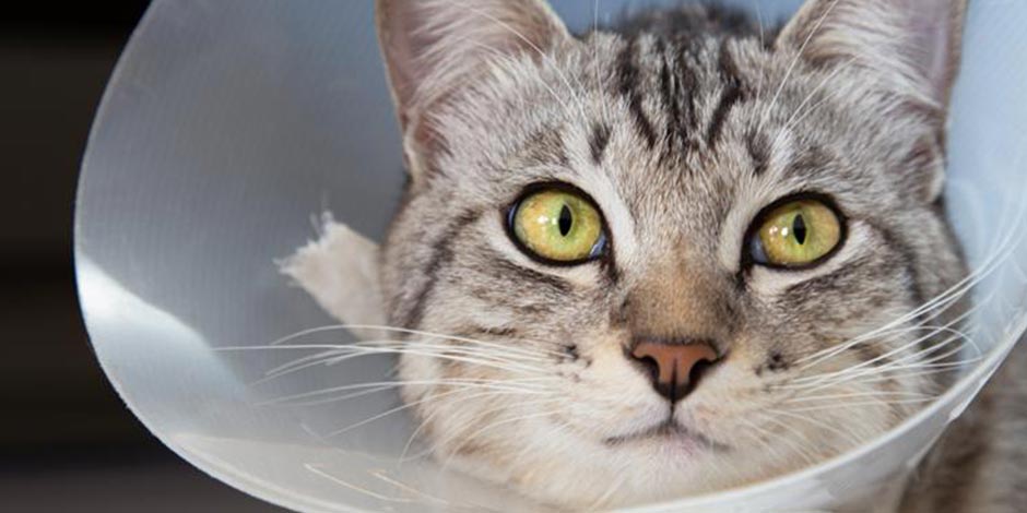 Constipação em gatos - Doenças A constipação em gatos pode ser causada por remédios e doenças. Gato doente com elisabetano.