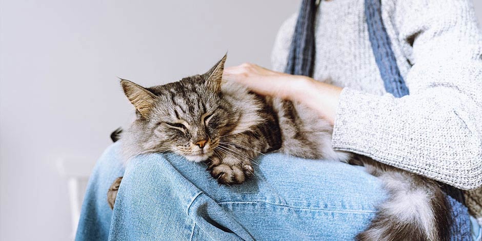 Constipação em gatos - Estresse A constipação em gatos pode ser causada por estresse e ansiedade. Gato sendo acalmado pela tutora.