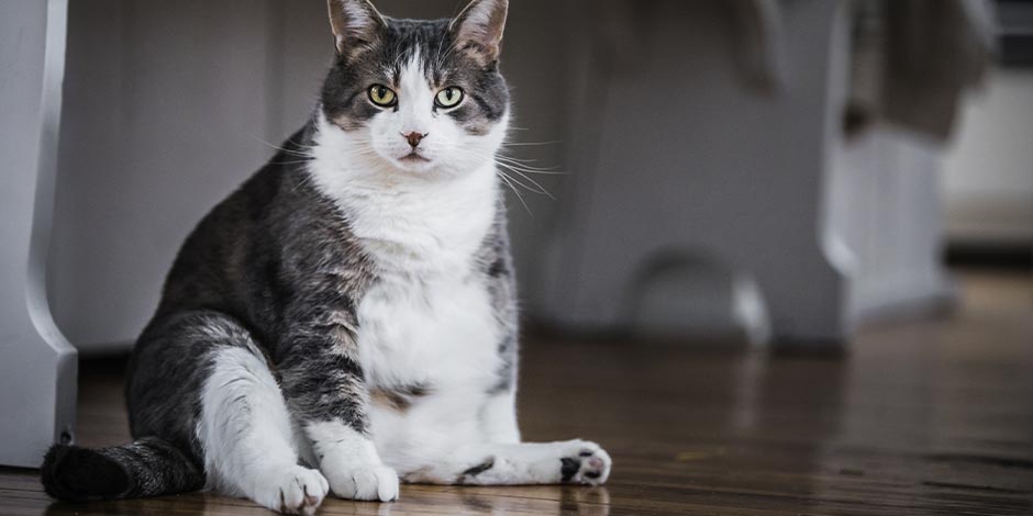 Constipação em gatos - Obesidade A obesidade pode ser um fator de risco para a constipação em gatos Gato obeso.