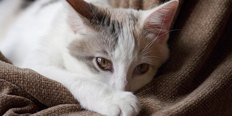 Constipação em gatos. Gato branco doente.