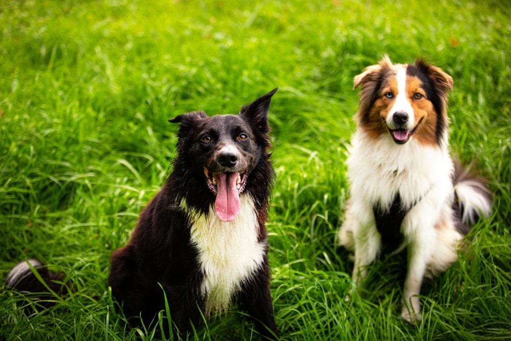 O Border Collie e o Pastor Australiano são muito parecidos, mas têm diferenças sutis
