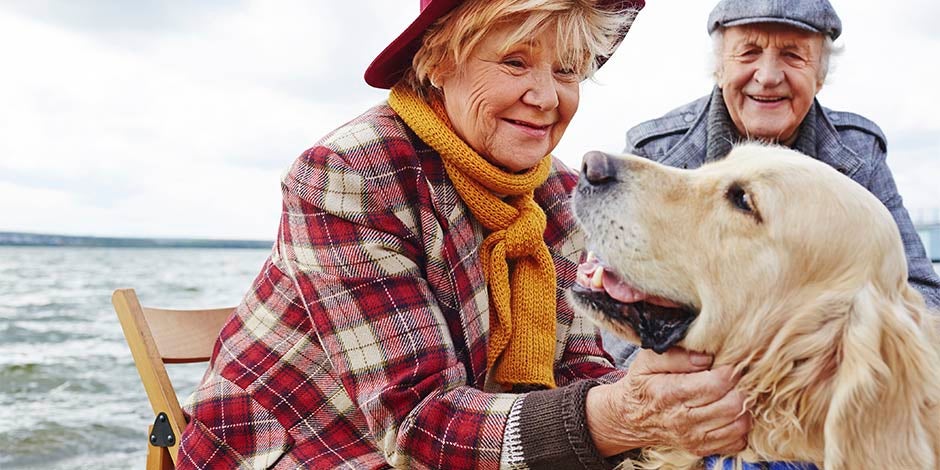Casal de idosos ao lado do seu golden retriever. Disfunção cognitiva canina