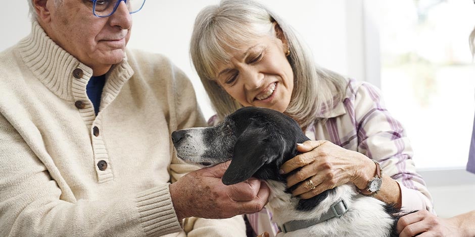 Disfunção cognitiva canina. Casal com seu pet sênior.